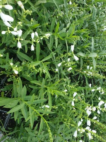Bild von PHYVSU_Physostegia_virg___Summersnow__P0_5__P-5561030001_T-k_K-37_Y-20_91907_aktiv_.jpg