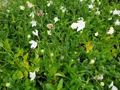 Bild von Platycodon grandiflorus Fuji White