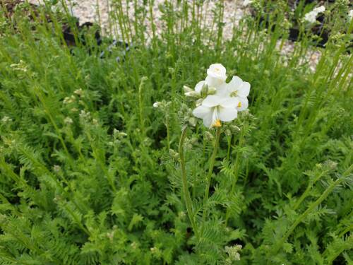 Bild von /bilder/bluehapp/thumb/POLCAAL_Polemonium_caeruleum__Album__P0_5__P-5701010001_T-b_K-18_Y-20_50323_aktiv_.jpg