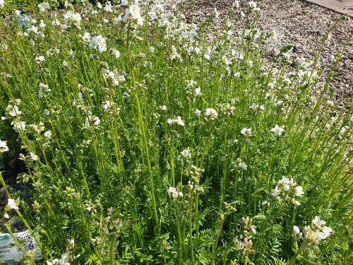 Bild von /bilder/bluehapp/thumb/POLCAAL_Polemonium_caeruleum__Album__P0_5__P-5701010001_T-b_K-19_Y-20_63132_aktiv_.jpg