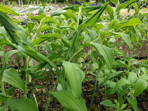 Bild von /bilder/bluehapp/thumb/POLHWE_Polygonatum_x_cult___Weihenstephan__P1_0__P-5722010001_T-b_K-19_Y-19_32506_aktiv_.jpg