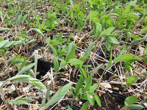 Bild von POLM_Polygonatum_multiflorum_P1_0__P-5723500001_T-k_K-18_Y-20_26282_aktiv_.jpg