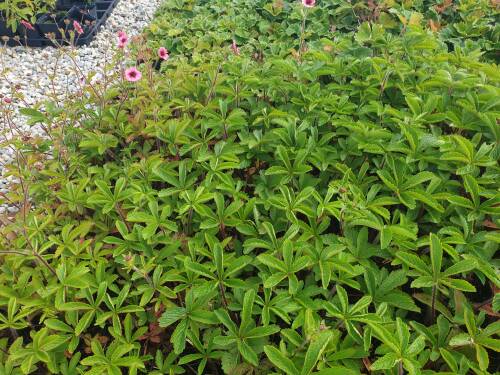 Bild von /bilder/bluehapp/thumb/POTNMW_Potentilla_nepalens___Miss_Willmott_P0_5__P-5764500001_T-k_K-29_Y-20_15093_aktiv_.jpg