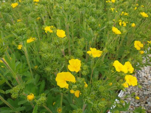 Bild von /bilder/bluehapp/thumb/POTR_Potentilla_recta_P0_5__P-5766500001_T-k_K-21_Y-21_28422_aktiv_.jpg