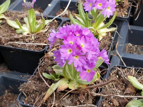 Bild von /bilder/bluehapp/thumb/PRIDLI_Primula_denticulata__Lilac__P0_5__P-5782617001_T-b_K-13_Y-19_78669_aktiv_.jpg