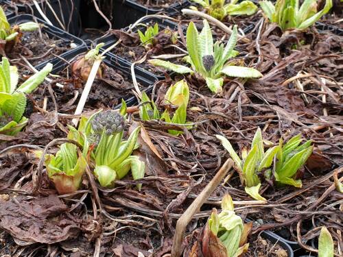 Bild von PRIDRU_Primula_denticulata__Rubin__P0_5__P-5782620001_T-k_K-11_Y-19_36406_aktiv_.jpg