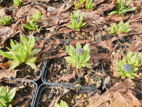 Bild von PRIDRU_Primula_denticulata__Rubin__P0_5__P-5782620001_T-k_K-11_Y-20_67549_aktiv_.jpg