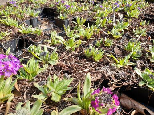 Bild von PRIDRU_Primula_denticulata__Rubin__P0_5__P-5782620001_T-k_K-12_Y-19_20157_aktiv_.jpg