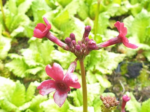 Bild von PRIJMC_Primula_japonica__Millers_Crimson__P0_5__P-5785015001_T-k_K-20_Y-20_97108_aktiv_.jpg