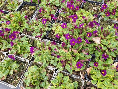 Bild von /bilder/bluehapp/thumb/PRIPGB_Primula_x_pruhon___Gartenm__Bartens_P0_5__P-5785425001_T-k_K-15_Y-21_48347_aktiv_.jpg