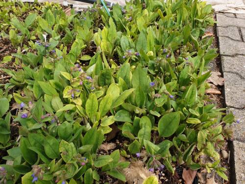 Bild von /bilder/bluehapp/thumb/PULAMA_Pulmonaria_angustifolia__Mawson__P0_5__P-5861020001_T-k_K-15_Y-19_31097_aktiv_.jpg