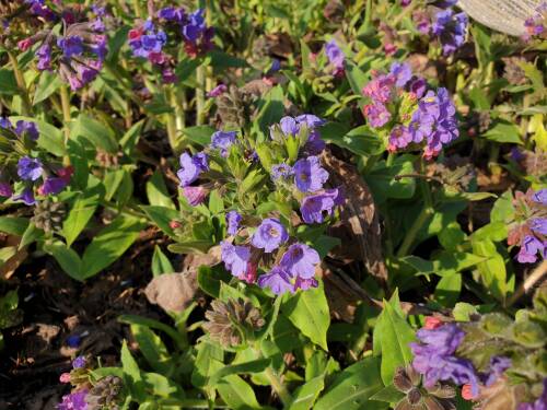 Bild von /bilder/bluehapp/thumb/PULO_Pulmonaria_officinalis_P0_5__P-5862000001_T-b_K-12_Y-20_32424_aktiv_.jpg