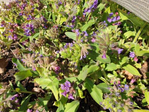 Bild von /bilder/bluehapp/thumb/PULO_Pulmonaria_officinalis_P0_5__P-5862000001_T-b_K-14_Y-20_30253_aktiv_.jpg