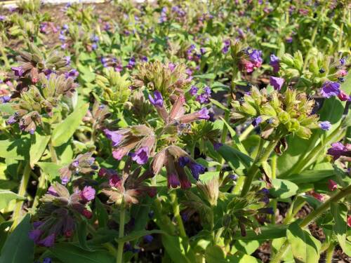 Bild von /bilder/bluehapp/thumb/PULO_Pulmonaria_officinalis_P0_5__P-5862000001_T-b_K-15_Y-20_35789_aktiv_.jpg