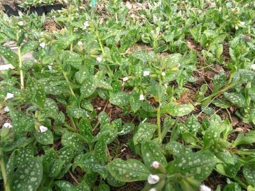 Bild von /bilder/bluehapp/thumb/PULSSW_Pulmonaria_sac___Sissingh__White__o_P0_5__P-5863020001_T-b_K-14_Y-19_18471_aktiv_.jpg