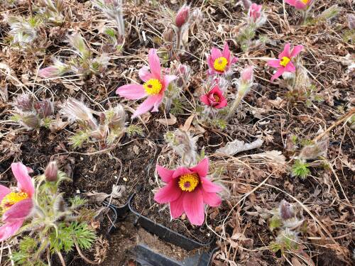 Bild von /bilder/bluehapp/thumb/PULVRG_Pulsatilla_vulgaris__Rote_Glocke__P0_5__P-5881520001_T-b_K-13_Y-19_74371_aktiv_.jpg