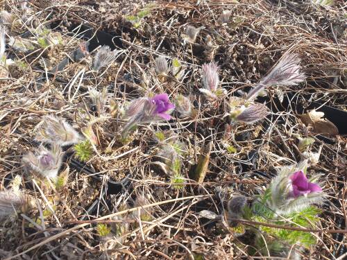 Bild von PULV_Pulsatilla_vulgaris_P0_5__P-5881500001_T-k_K-12_Y-21_24252_aktiv_.jpg
