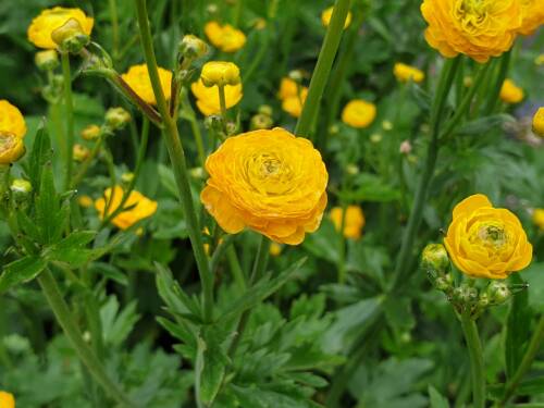 Bild von /bilder/bluehapp/thumb/RANAMU_Ranunculus_acris__Multiplex__P0_5__P-5921010001_T-b_K-20_Y-20_72582_aktiv_.jpg