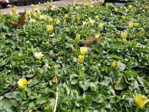 Bild von /bilder/bluehapp/thumb/RANFSW_Ranunculus_ficaria__Salmons_White__P0_5__P-5921560001_T-b_K-15_Y-19_69021_aktiv_.jpg