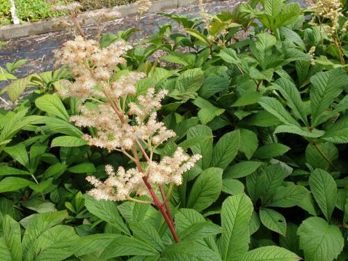 Bild von /bilder/bluehapp/thumb/RODH_Rodgersia_henrici_P1_0__P-6021500001_T-b_K-25_Y-19_24415_aktiv_.jpg