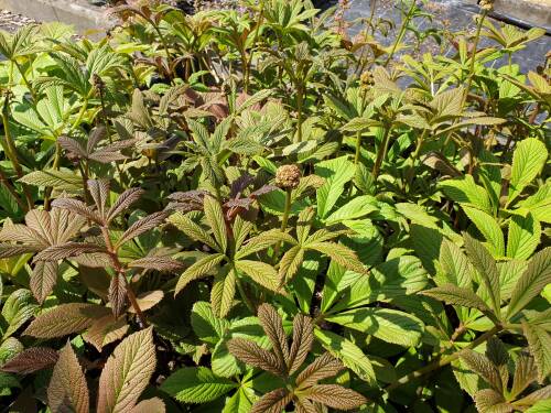 Bild von /bilder/bluehapp/thumb/RODPI_Rodgersia_pinnata_P1_0__P-6022000001_T-k_K-21_Y-19_70559_aktiv_.jpg