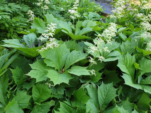 Bild von /bilder/bluehapp/thumb/RODPSM_Rodgersia_podophylla__Smaragd____P1_0__P-6022570001_T-b_K-23_Y-19_27983_aktiv_.jpg