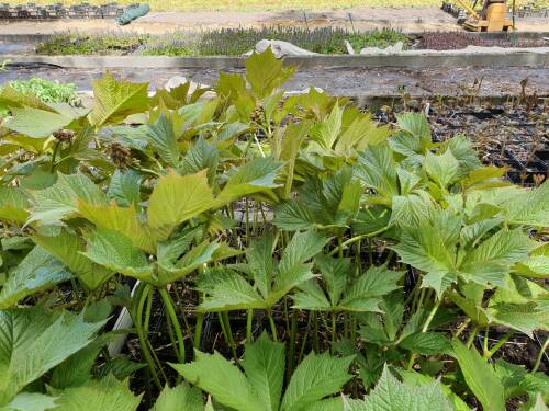 Bild von /bilder/bluehapp/thumb/RODPSM_Rodgersia_podophylla__Smaragd____P1_0__P-6022570001_T-k_K-19_Y-19_52952_aktiv_.jpg