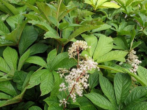 Bild von /bilder/bluehapp/thumb/RODPU_Rodgersia_purdomii_P1_0__P-6023000001_T-b_K-25_Y-19_51434_aktiv_.jpg