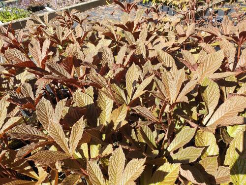 Bild von /bilder/bluehapp/thumb/RODPU_Rodgersia_purdomii_P1_0__P-6023000001_T-k_K-20_Y-19_37838_aktiv_.jpg