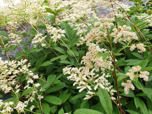 Bild von /bilder/bluehapp/thumb/RODSRO_Rodgersia_sambucifolia__Rothaut_____P1_0__P-6023510001_T-b_K-25_Y-19_86676_aktiv_.jpg