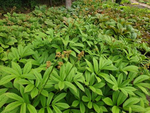 Bild von /bilder/bluehapp/thumb/RODSRO_Rodgersia_sambucifolia__Rothaut_____P1_0__P-6023510001_T-k_K-22_Y-19_10806_aktiv_.jpg