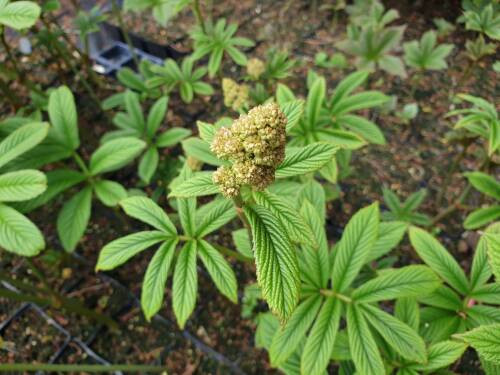 Bild von /bilder/bluehapp/thumb/RODSRO_Rodgersia_sambucifolia__Rothaut_____P1_0__P-6023510001_T-k_K-22_Y-20_69824_aktiv_.jpg