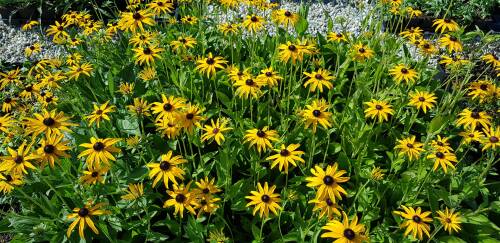 Bild von /bilder/bluehapp/thumb/RUDFD_Rudbeckia_fulgida_var__deamii_P0_5__P-6081010001_T-b_K-37_Y-19_52077_aktiv_.jpg