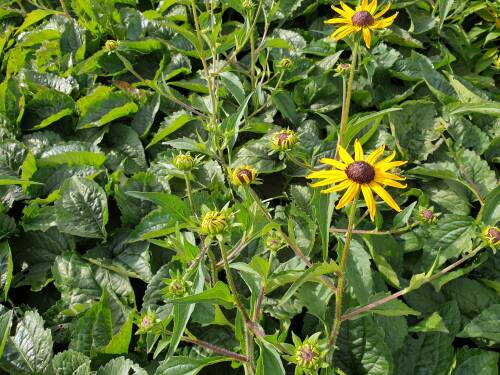 Bild von /bilder/bluehapp/thumb/RUDFGO_Rudbeckia_fulgida__Goldsturm__P0_5__P-6082010001_T-k_K-41_Y-20_19422_aktiv_.jpg