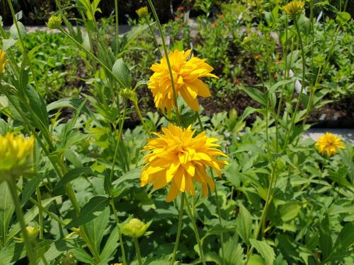 Bild von Rudbeckia lanciniata Goldquelle