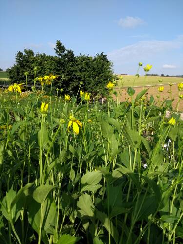 Bild von RUDNHE_Rudbeckia_nitida__Herbstsonne__P1_0__P-6083510001_T-b_K-31_Y-19_37413_aktiv_.jpg