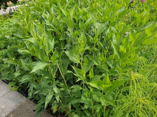 Bild von RUDNHE_Rudbeckia_nitida__Herbstsonne__P1_0__P-6083510001_T-k_K-28_Y-19_62060_aktiv_.jpg