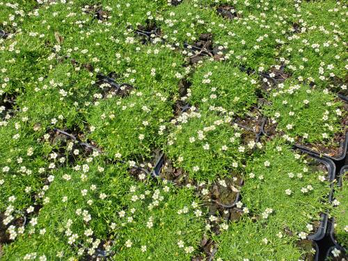 Bild von SAGS_Sagina_subulata_veg__P0_5__P-6101000001_T-k_K-28_Y-20_96128_aktiv_.jpg