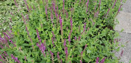 Bild von /bilder/bluehapp/thumb/SALNAM_Salvia_nemorosa__Amethyst__P0_5__P-6123510001_T-b_K-31_Y-19_55149_aktiv_.jpg