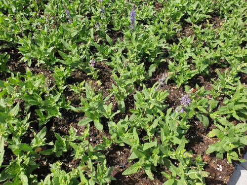 Bild von SALNBLA_Salvia_nemorosa__Blauh_gel__P0_5__P-6123515001_T-k_K-26_Y-20_31201_aktiv_.jpg