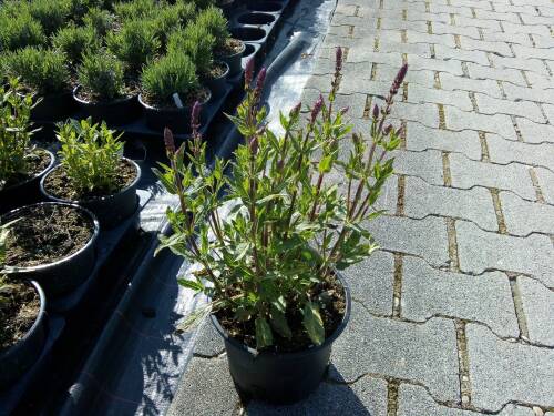 Bild von /bilder/bluehapp/thumb/SALNCA_Salvia_nemorosa__Caradonna____C3_0__P-6123522003_T-k_K-21_Y-19_47246_aktiv_.jpg