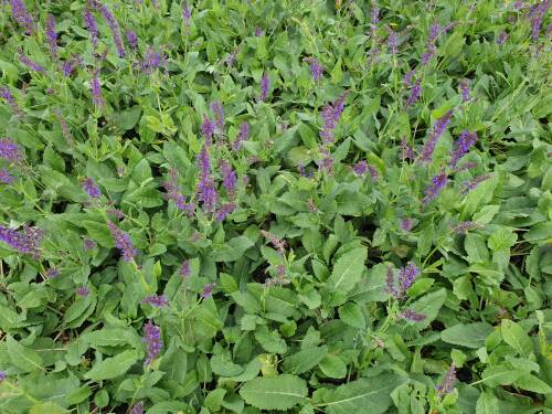 Bild von SALNMA_Salvia_nemorosa__Mainacht__P0_5__P-6123525001_T-k_K-39_Y-20_56240_aktiv_.jpg