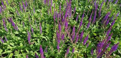 Bild von SALNOS_Salvia_nemorosa__Ostfriesland__P0_5__P-6123535001_T-b_K-37_Y-19_86699_aktiv_.jpg