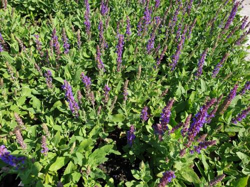 Bild von SALNOS_Salvia_nemorosa__Ostfriesland__P0_5__P-6123535001_T-k_K-31_Y-20_83141_aktiv_.jpg