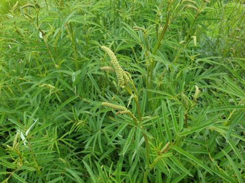 Bild von /bilder/bluehapp/thumb/SANHFI_Sanguisorba_Hybr___Figaro_____P1_0__P-6161216001_T-k_K-25_Y-19_46886_aktiv_.jpg