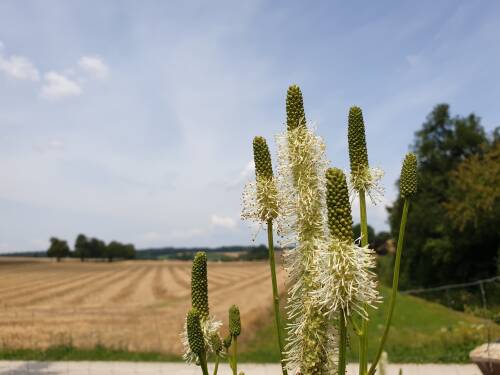 Bild von /bilder/bluehapp/thumb/SANHNL_Sanguisorba_Hybr___North_Lights____P1_0__P-6161226001_T-b_K-29_Y-19_84977_aktiv_.jpg