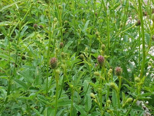 Bild von Sanguisorba officinalis Red Thunder