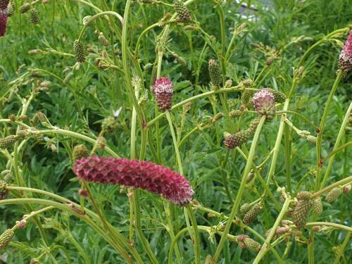 Bild von /bilder/bluehapp/thumb/SANOWE_Sanguisorba_obtusa__Weihenstephan___P1_0__P-6160780001_T-b_K-29_Y-19_66694_aktiv_.jpg