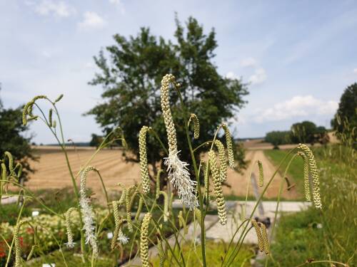 Bild von /bilder/bluehapp/thumb/SANTAL_Sanguisorba_tenuifolia__Albiflora__P1_0__P-6161510001_T-b_K-29_Y-19_99715_aktiv_.jpg