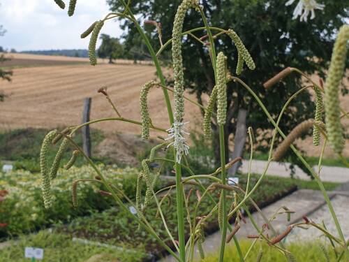 Bild von /bilder/bluehapp/thumb/SANTAL_Sanguisorba_tenuifolia__Albiflora__P1_0__P-6161510001_T-k_K-29_Y-19_10084_aktiv_.jpg